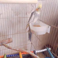 انواع عروس هلندی مولد دست آموز تکی جفتی|پرنده|نقده, |دیوار