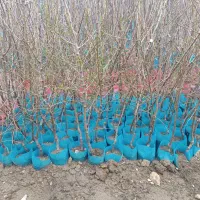 فروش نهال صنوبر|خدمات باغبانی و درختکاری|کوهنجان, |دیوار