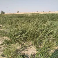ذرت فروشی