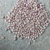 فروش لوبیا چیتی