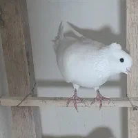 کبوتر فوق پرشی|پرنده|شهریار, شهرک وائین|دیوار