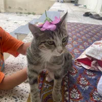 واگذاری گربه خانگی