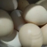 صبحانه ای کامل و مقوی. ارزان تر از مغازه بصرفه