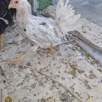 خروس گلین|حیوانات مزرعه|مبارکه, |دیوار