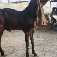 دوعددنربز مری اصیل گوش دراز|حیوانات مزرعه|زاهدان, |دیوار