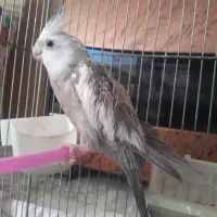 جفت عروس هلندی