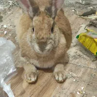 حراج خرگوش خانگی|موش و خرگوش|مهاباد (آذربایجان غربی), |دیوار