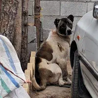 توله سگ سرابی