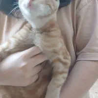 واگذاری رایگان بچه گربه ۴ ماهه ماده