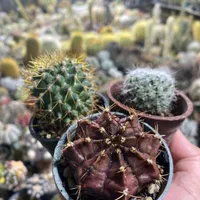 انواع کاکتوسهای خاص و کلکسیونی