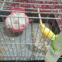 قناری|پرنده|فارسان, |دیوار