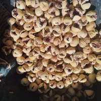 انجیر پرک|خوردنی و آشامیدنی|شیراز, شهرک ترکان|دیوار