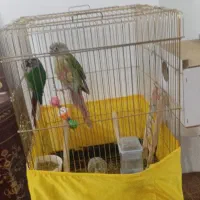 گرینجک