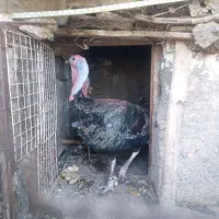 ۲عددبوقلمون به فروش میرسد