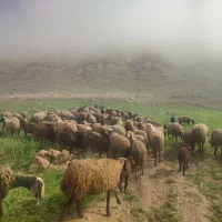 میش و بره