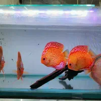 دیسکس ۷ اینچ گرید A|ماهی|تهران, سلسبیل جنوبی|دیوار