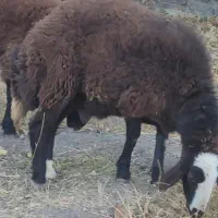 گوسفند بره نر  و ماده چاق ۶ راس درجه یک|حیوانات مزرعه|مشهد, رده|دیوار