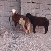 بره نر ومیش