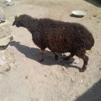 ۱عدد گوسفند جوان
