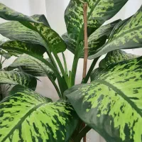 گل دیفن باخیا