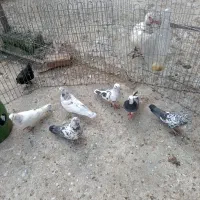 کبوتر پرشی شهرستان|پرنده|آمل, |دیوار