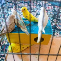 مرغ عشق|پرنده|شیراز, بازار|دیوار