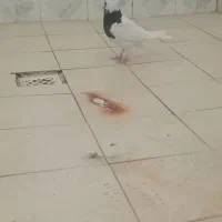 کبوتر ماد400۰ت|پرنده|رامهرمز, |دیوار