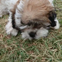 سگ شیتزو|سگ|مسجد سلیمان, |دیوار