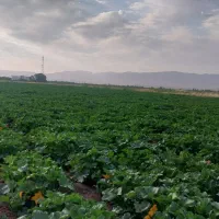 اجاره زمین زراعی یک هکتار با حق اب|اجارهٔ دفتر صنعتی، کشاورزی، تجاری|سراب, |دیوار