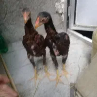 جوجه خروس لاری