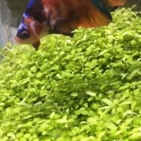 پلاکت کوی کندی جاینت