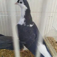 کفتر معاوضه