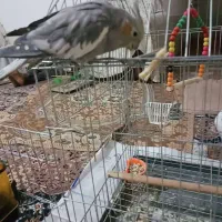 عروس هلندی ماده