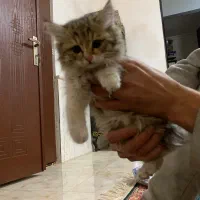 واگذاری بچه گربه|گربه|سلماس, |دیوار