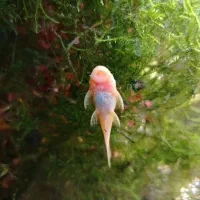 کت پوزه بته ایی دو و نیم بند