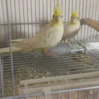 عروس هلندی نژاد لوتینو مولد تضمینی|پرنده|آباده, |دیوار