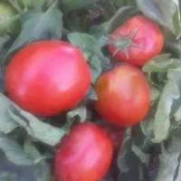 گوجه درجه یک