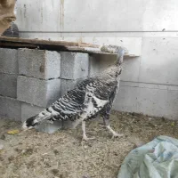 بوقلمون ماده|حیوانات مزرعه|بندر گناوه, |دیوار