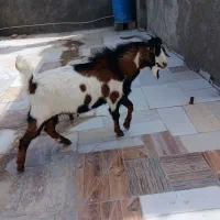 پاچن بدون دندان  مشتری واقعی تماس|حیوانات مزرعه|سراوان, |دیوار