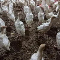 فروش جوجه بوقلمون|حیوانات مزرعه|تهران, جی|دیوار