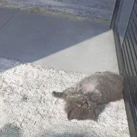 گربه اسکاتیش