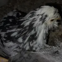 نیمچه گلین ( چهار ماهه )