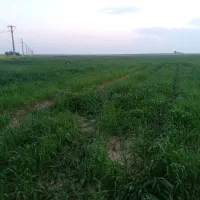 اجاره زمین کشاورزی|اجارهٔ دفتر صنعتی، کشاورزی، تجاری|شوشتر, |دیوار