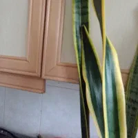 گل سانسور یا لبه طلایی