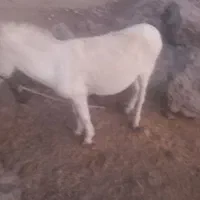 الاغ فروشی|حیوانات مزرعه|کنار تخته و کمار, |دیوار