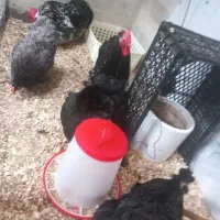 مرغ و خروس کوشین تخم گذار