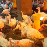 بوقلمون گوشتی  بیوتی شیش 100 روزه|حیوانات مزرعه|سبزوار, ابارش|دیوار