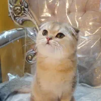 گربه اسکاتیش نر