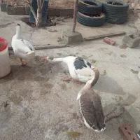 حیوانات مزرعه