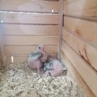 چوچه سرلاکی عروس هلندی.|پرنده|فردیس, شهرک وحدت|دیوار